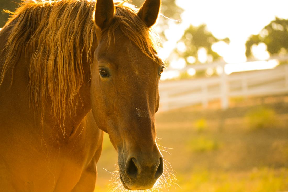 A chestnut horse with a blonde mane in golden evening light